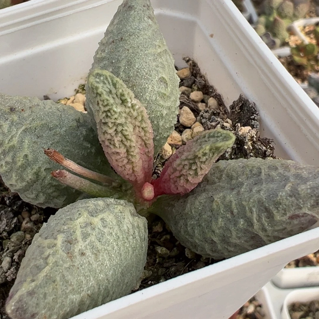 融化纹冰激凌单头纯木质桩