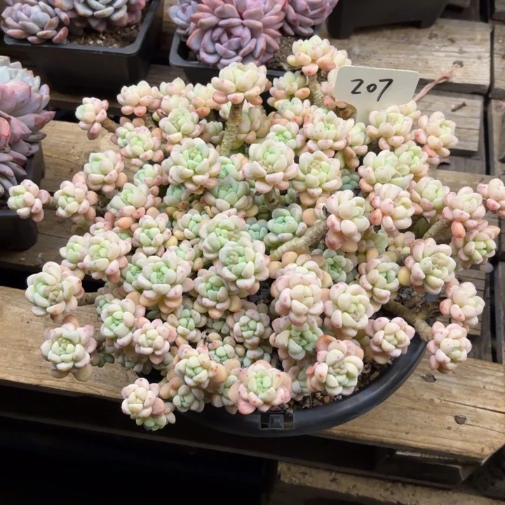 多肉植物，樱花罗骑207号