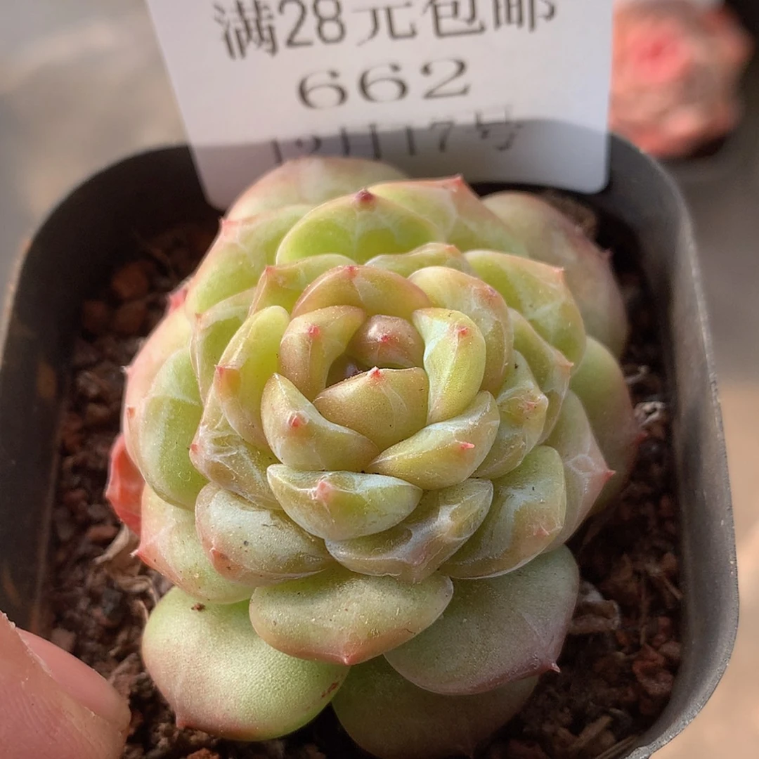 【闪购商品】云662