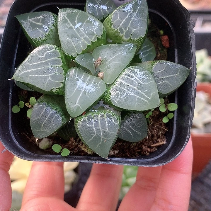 池田月影一物一拍