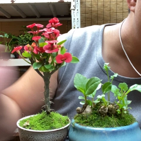 红陶一物一拍所见即所得61