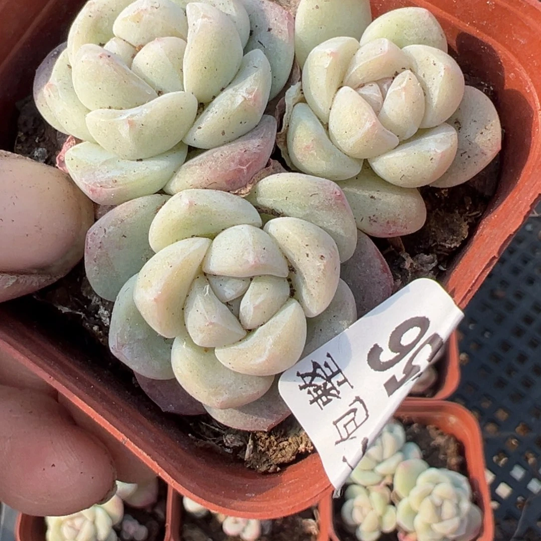 小卡拉米糖心一物一拍16-56