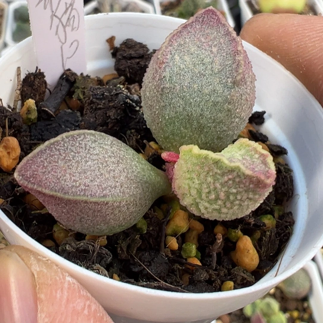 粉红猪肝水泡多肉植物