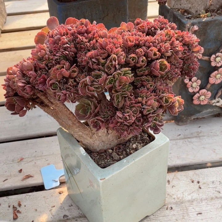 多肉葡萄和小橘子等多种植物资源在