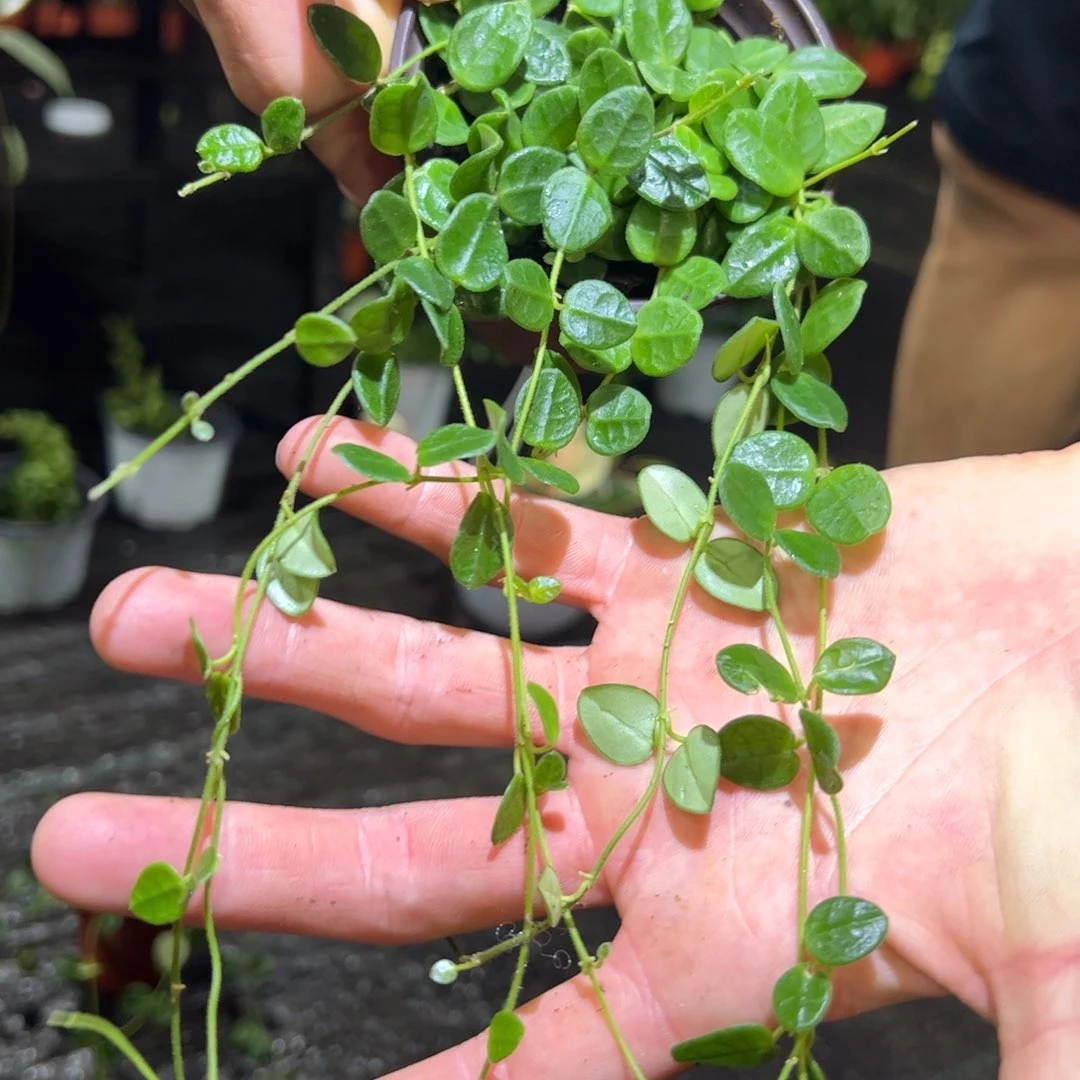 淡***风无花朵腾冲球兰桌面款