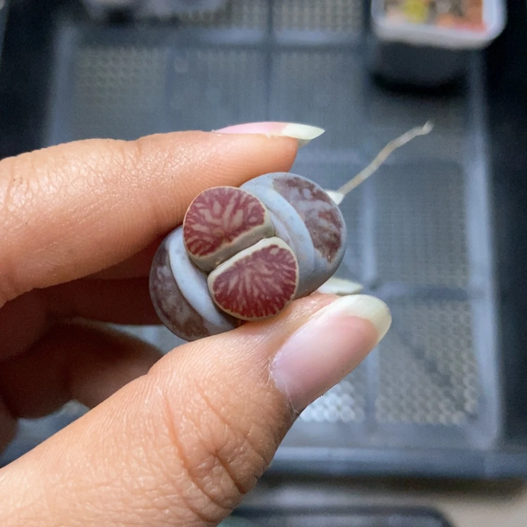 8189生石花一颗菊