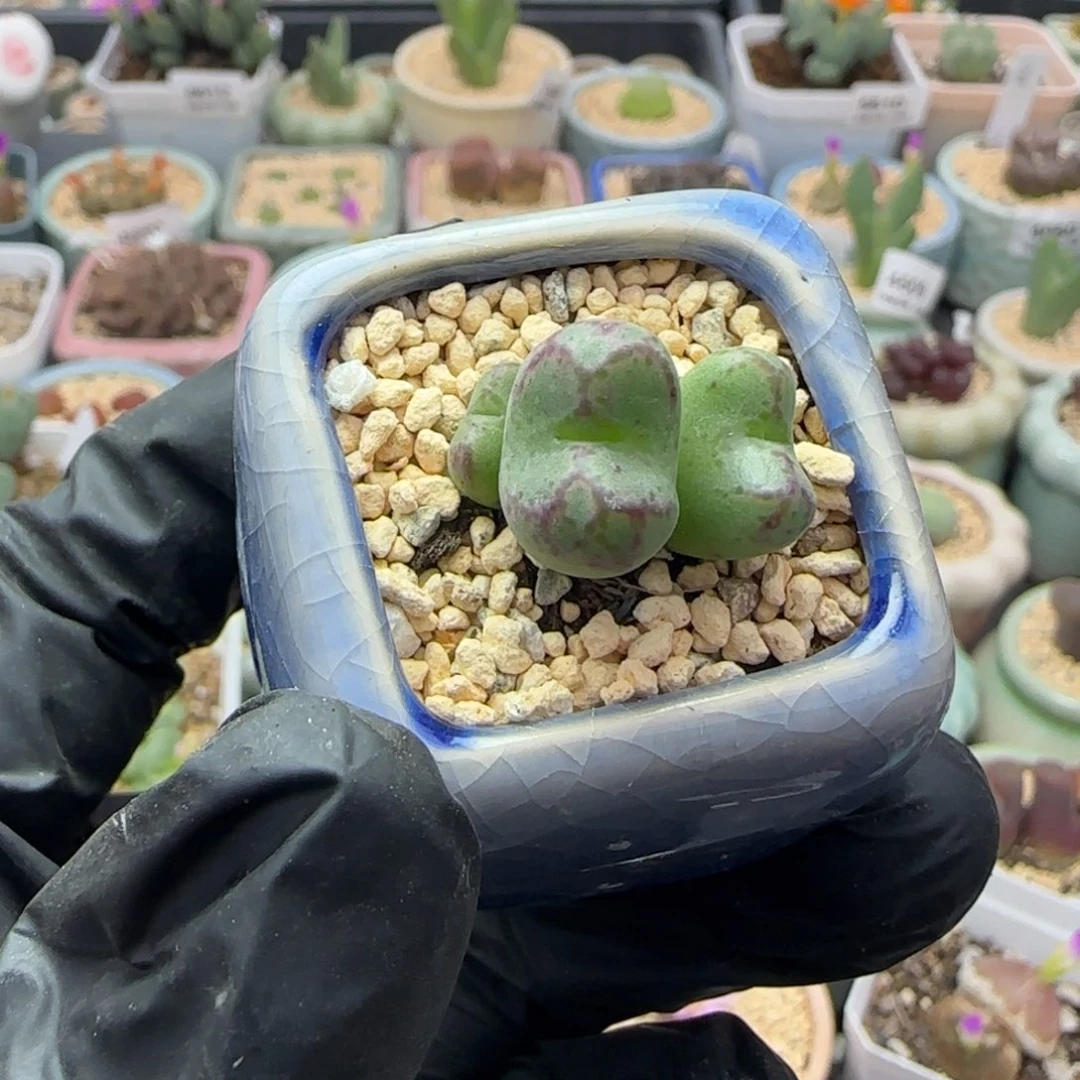 5641--一物一拍带盆