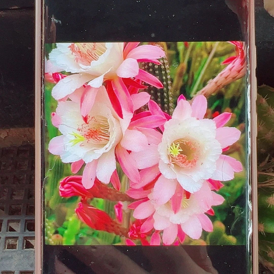 金妞卡布奇诺侧芽 20 包邮