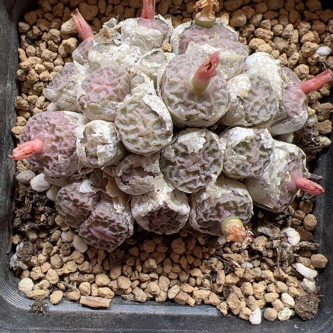 【闪购商品】160 超烧pvb9479