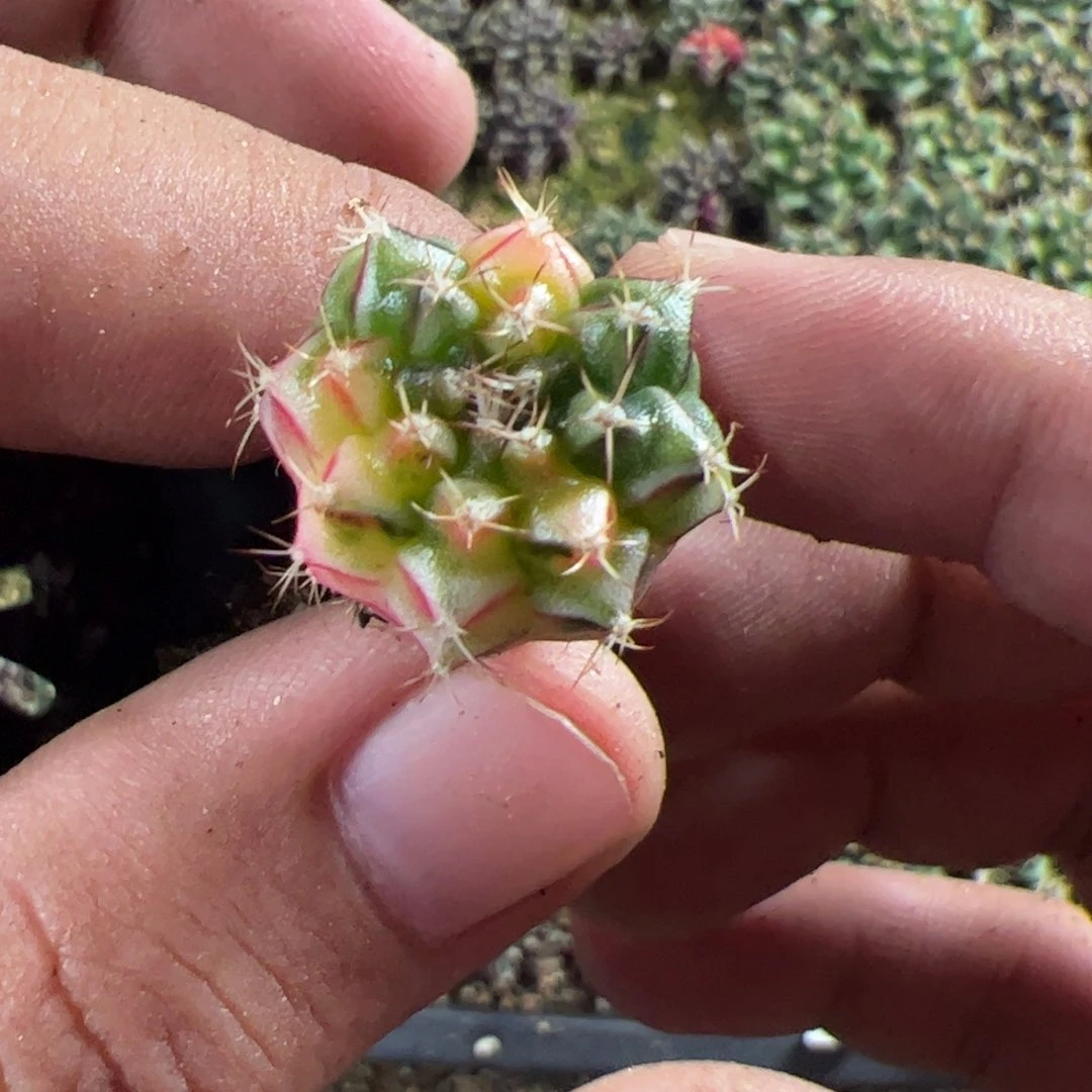 当前无花栽培后可以开花088