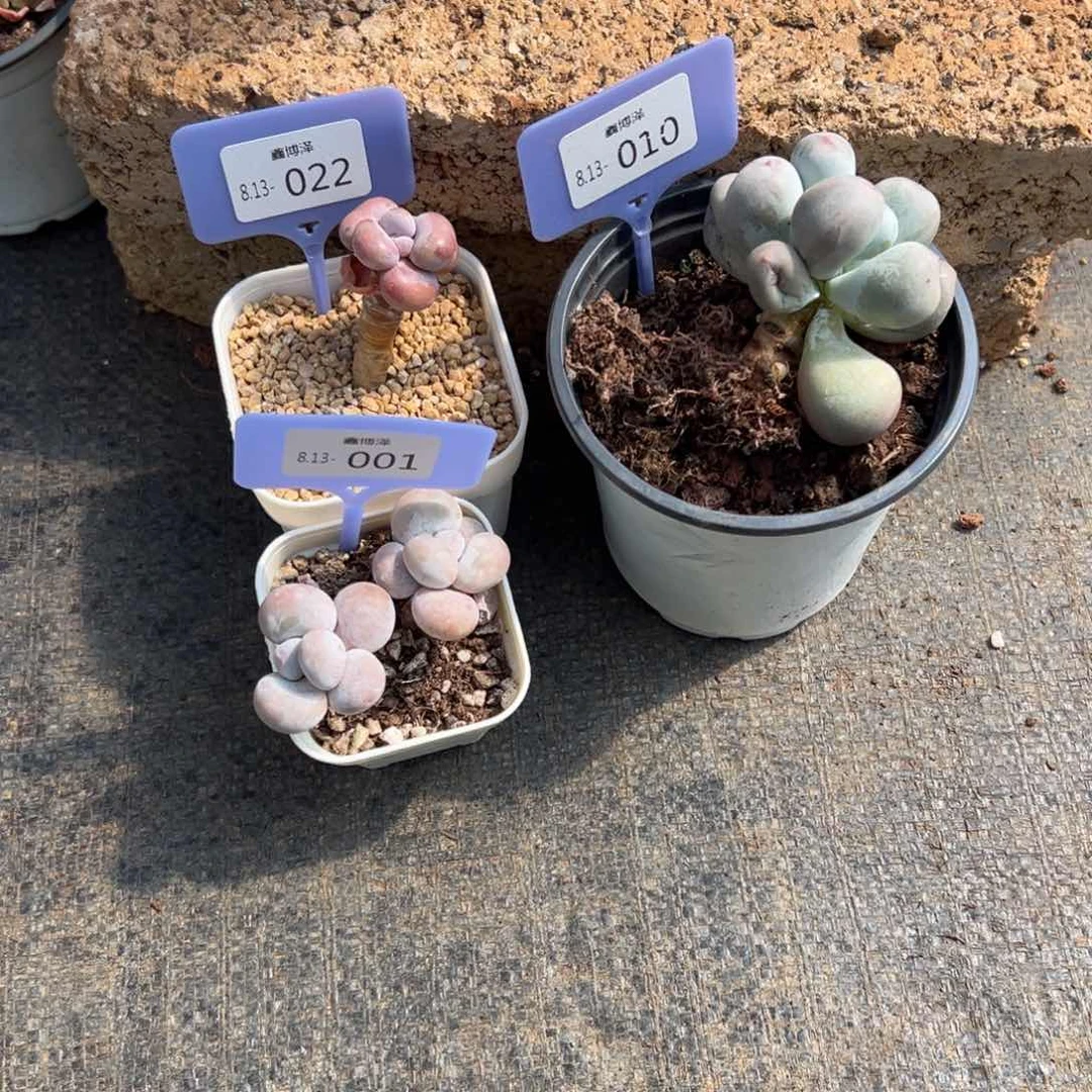 闫*涵定向8.13-022 010 001 三颗