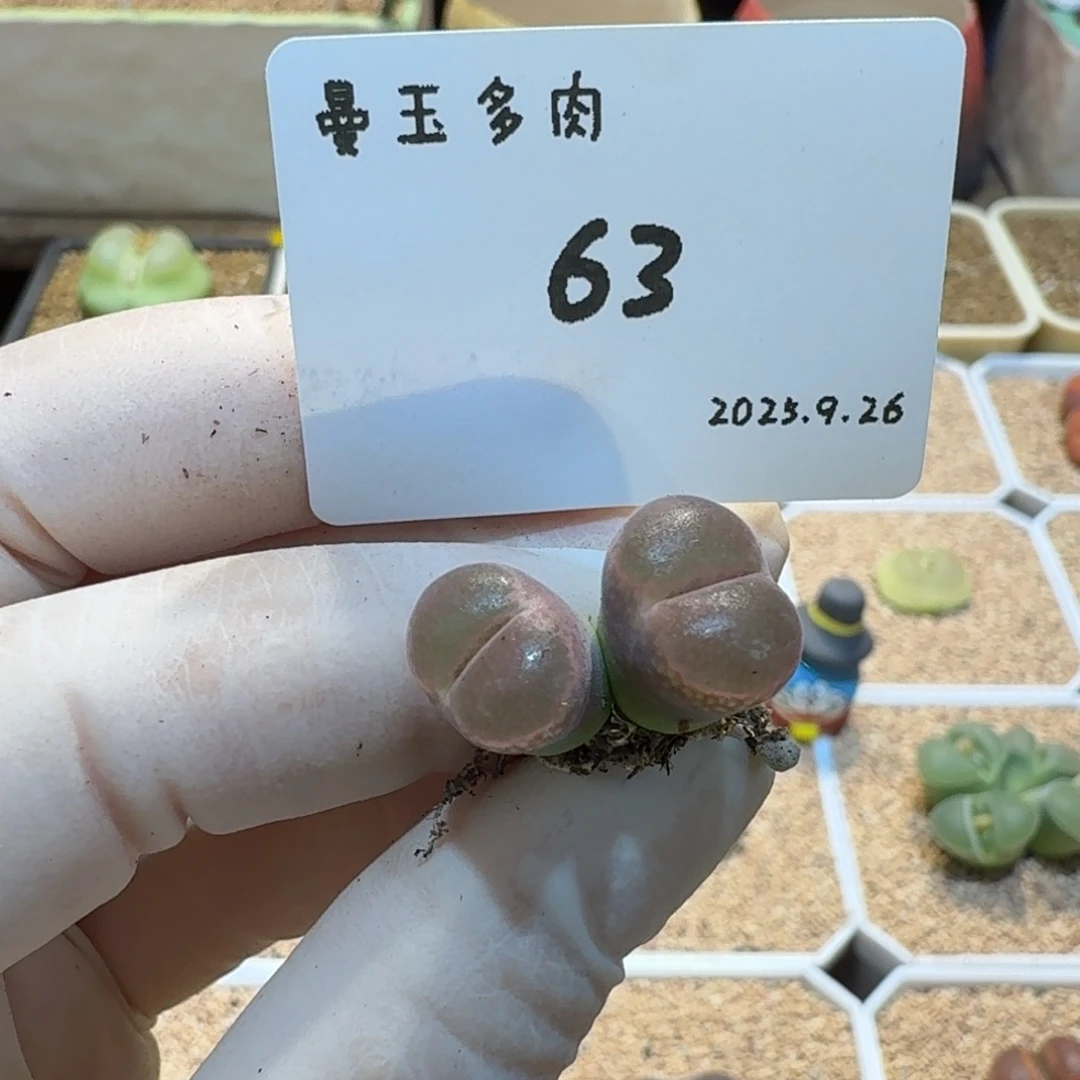 压***机多肉多肉多肉9.26-063