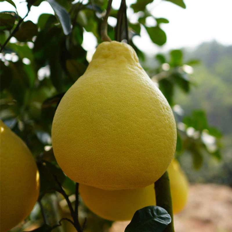正宗广西桂林沙田柚纯甜薄皮沙田柚老树柚子
