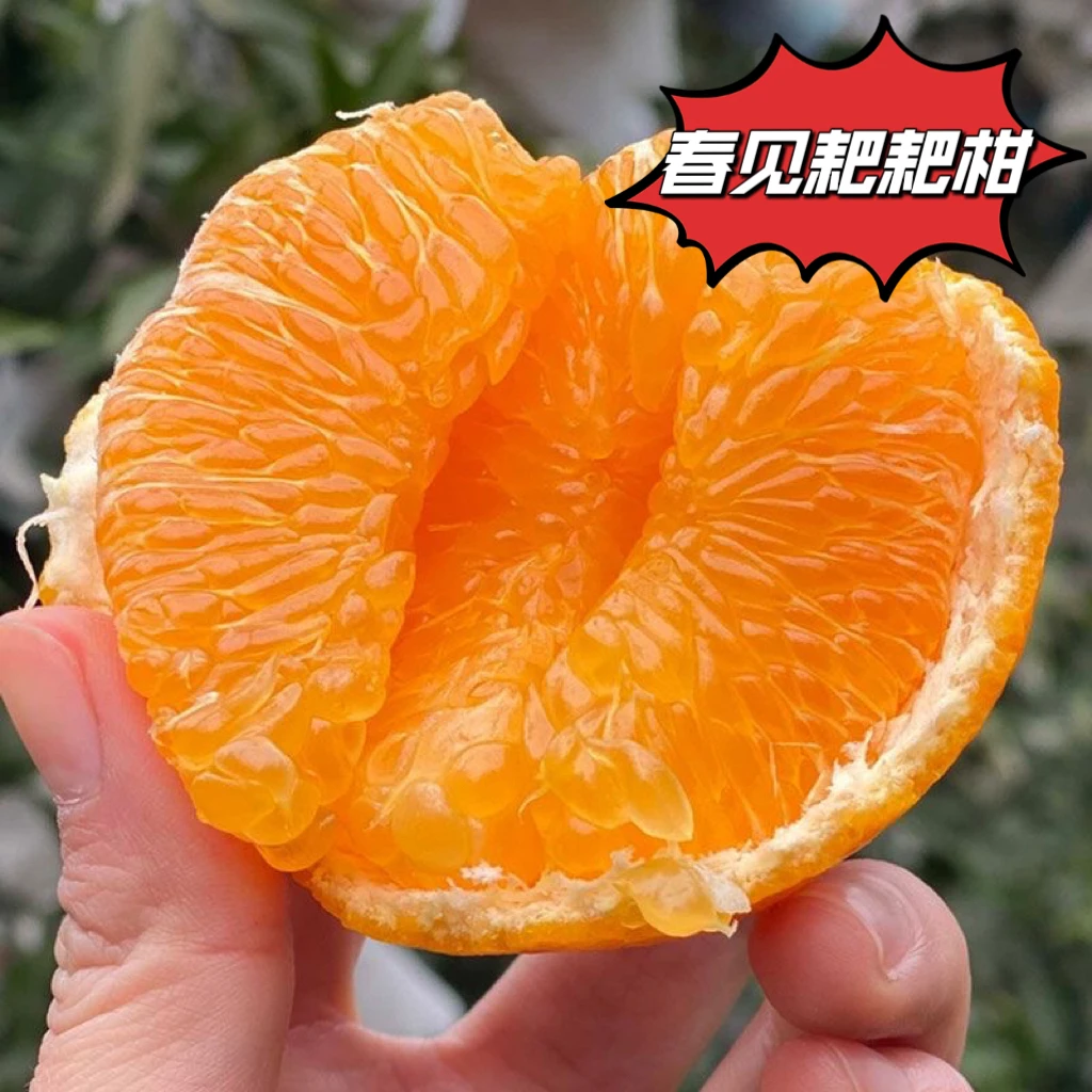 正宗四川春见耙耙柑新鲜水果现摘现发