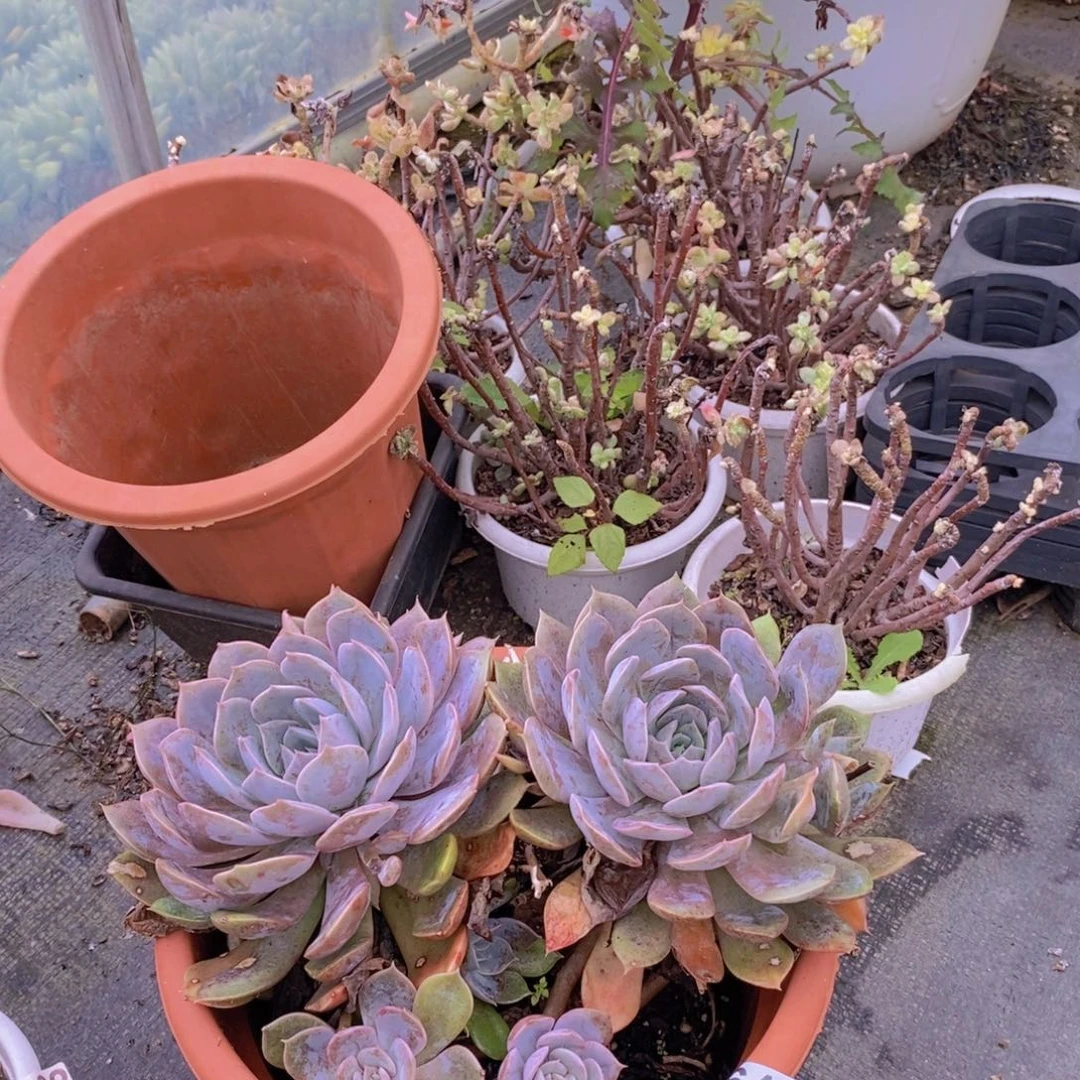 6405紫悦老桩一物一拍