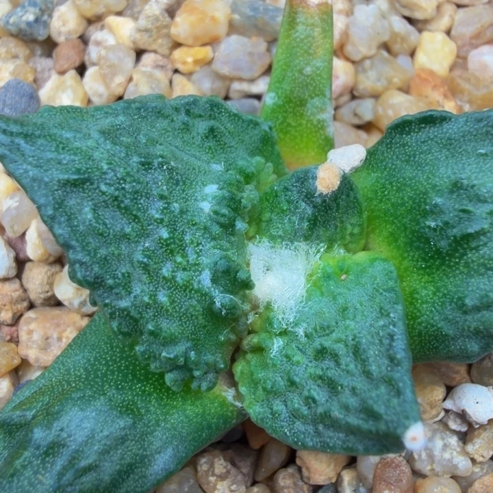 边境老头的千里马怒苗