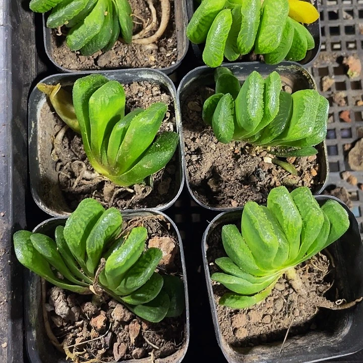 玉扇2.8带盆土发货