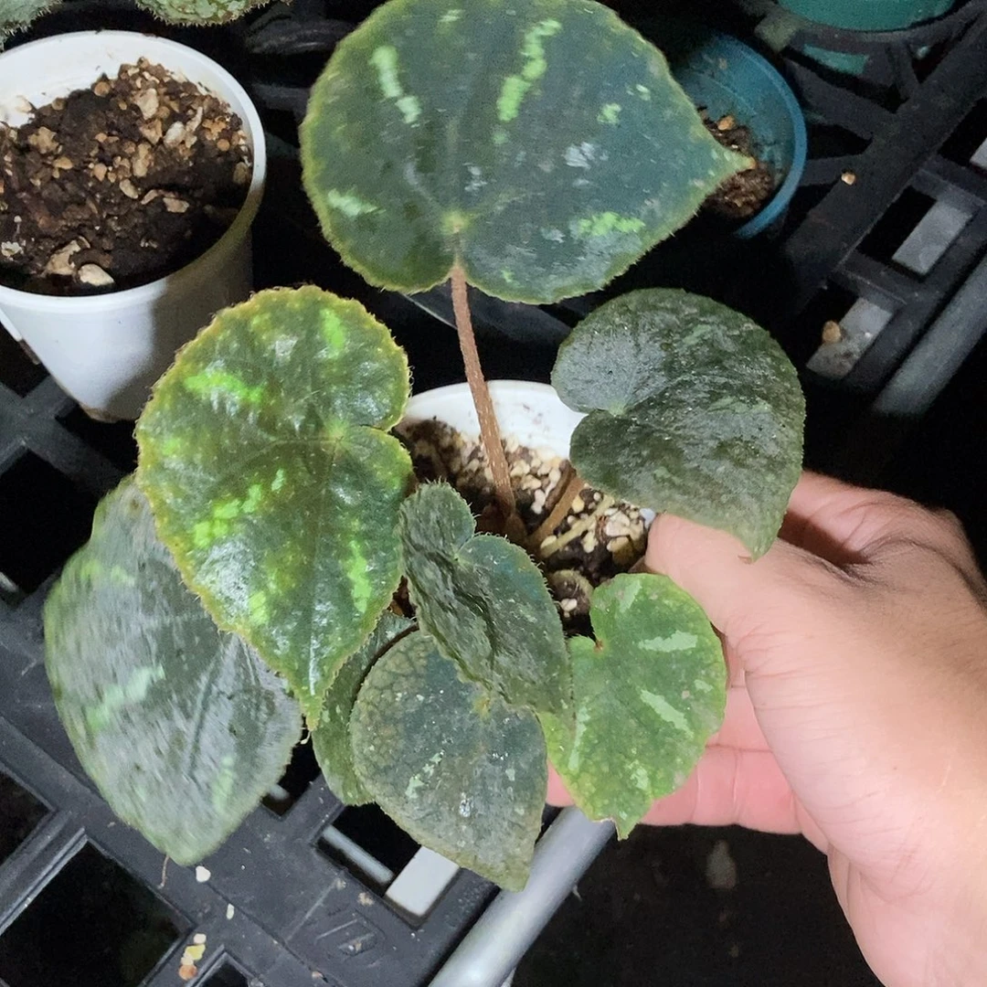 北约2秋海棠一物一拍
