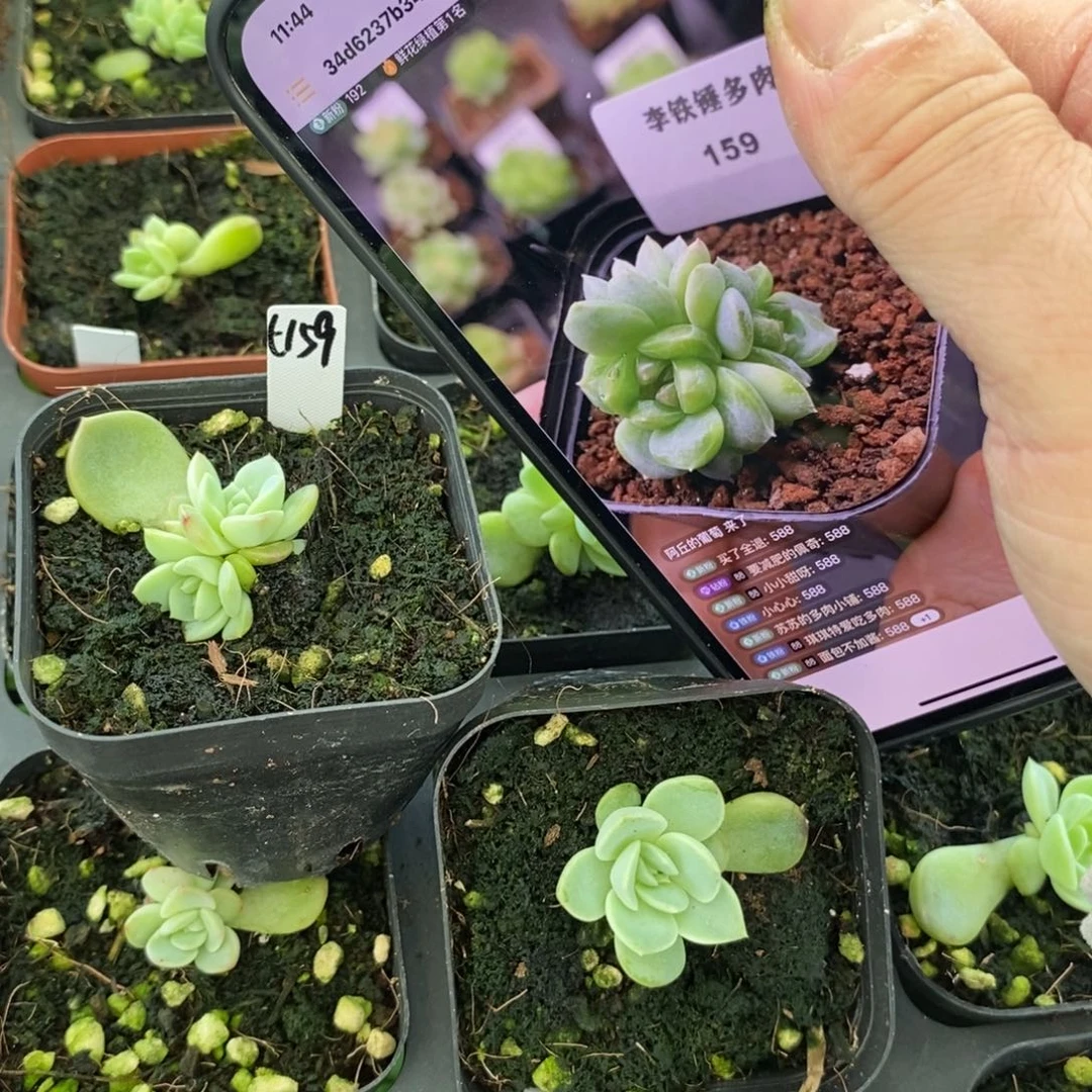 上盆甜心159苗一个