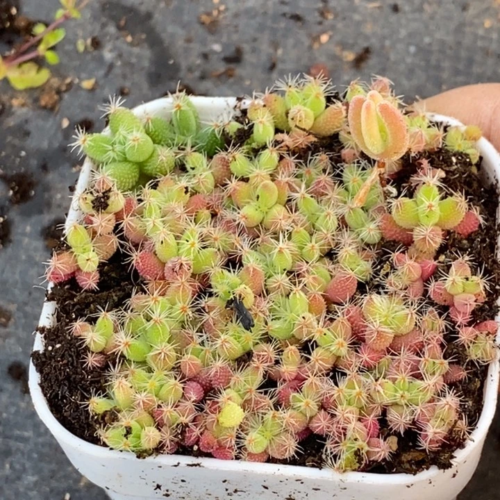 趁***老999玉米切糕。