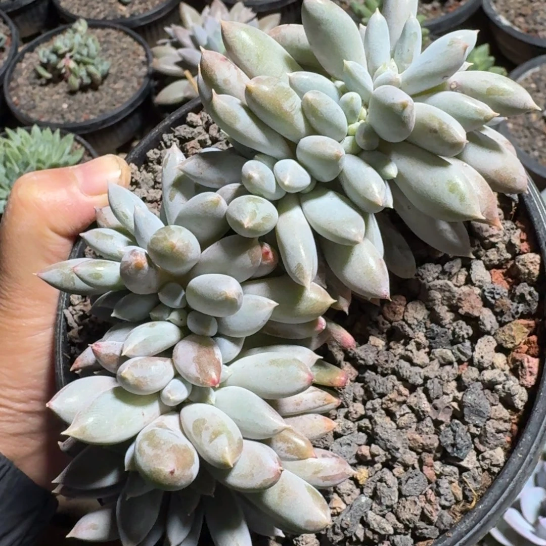 哥特缀化叶插缀线长