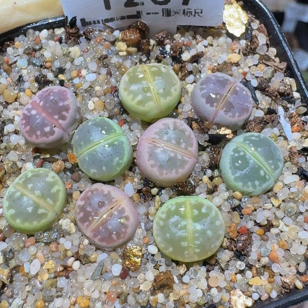 zzzx精品生石花1237