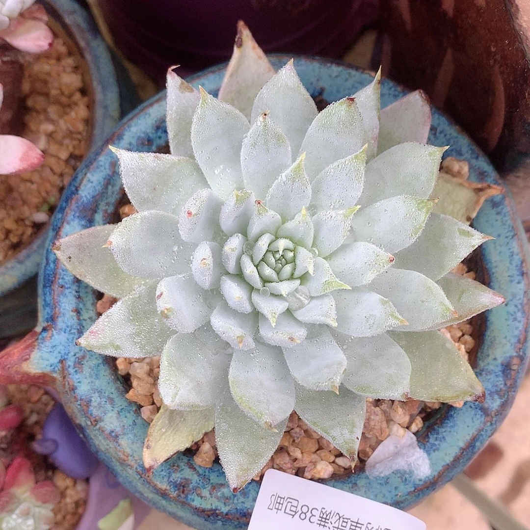 5362刘丹雪山仙女杯