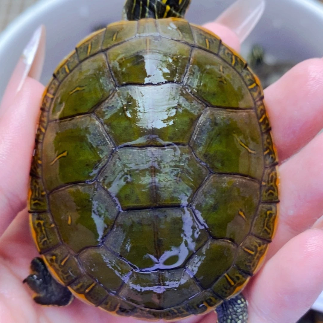 不分公母宠物龟红底西锦公