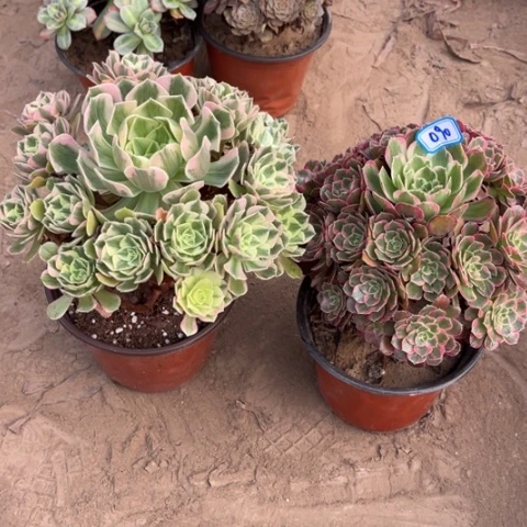 090多肉植物组合，