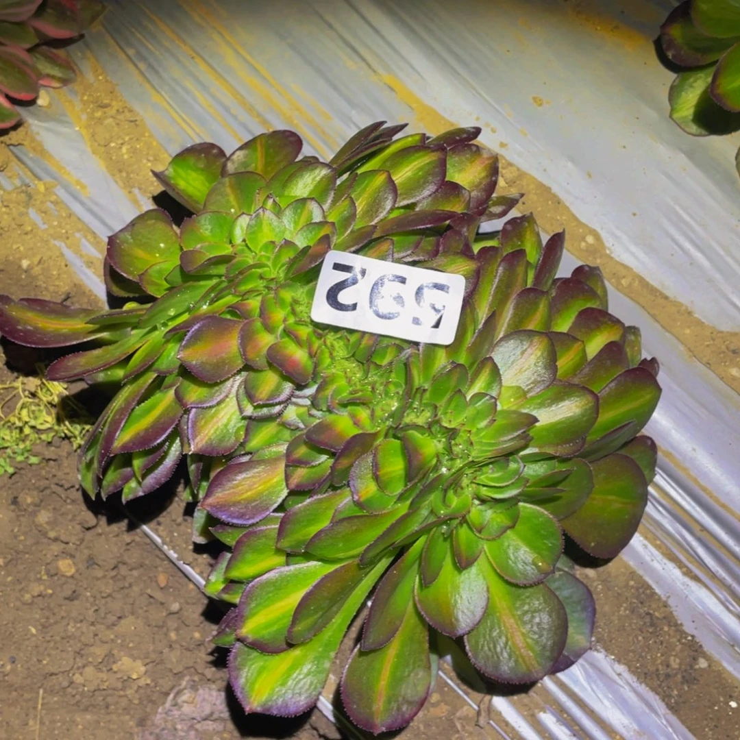 倾城中班缀多肉植物592