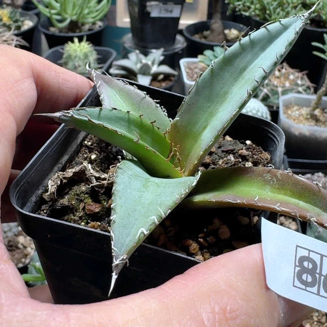 868帝释天脱土发货