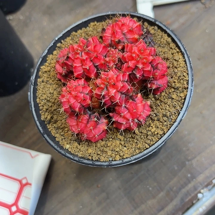 仙人球好好看好漂亮50