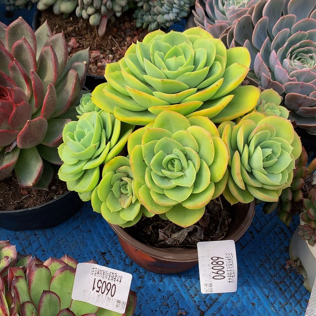 图***图    桃花坞多头06089