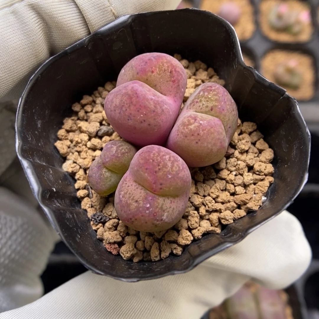 多肉植物肉锥杂交K-3710