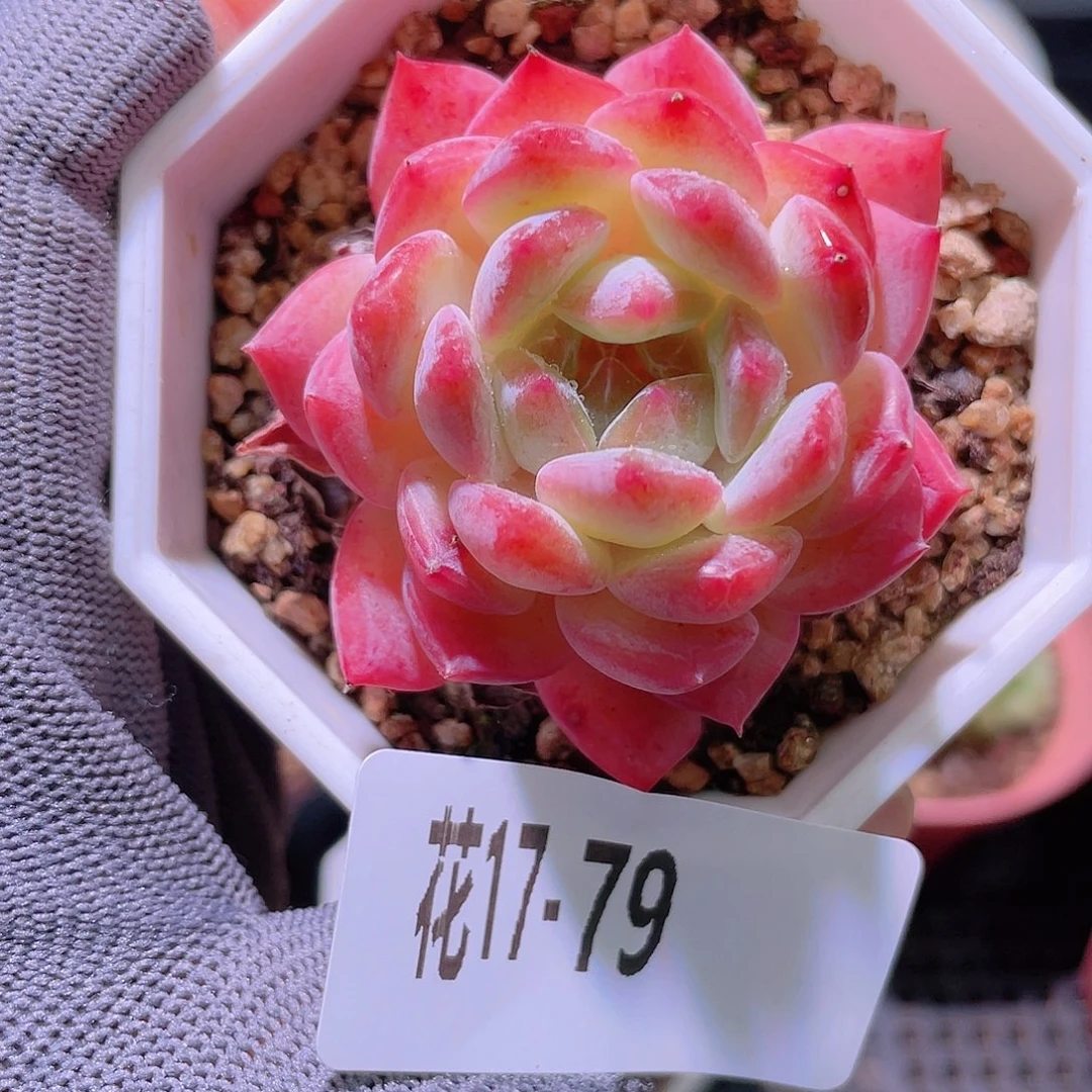 花利美17-79颜霜
