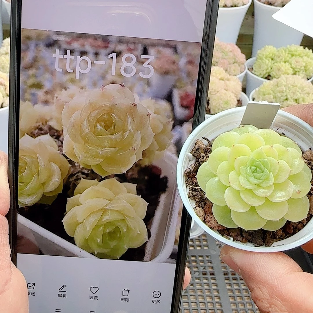 1226-7（ttp-183）优选