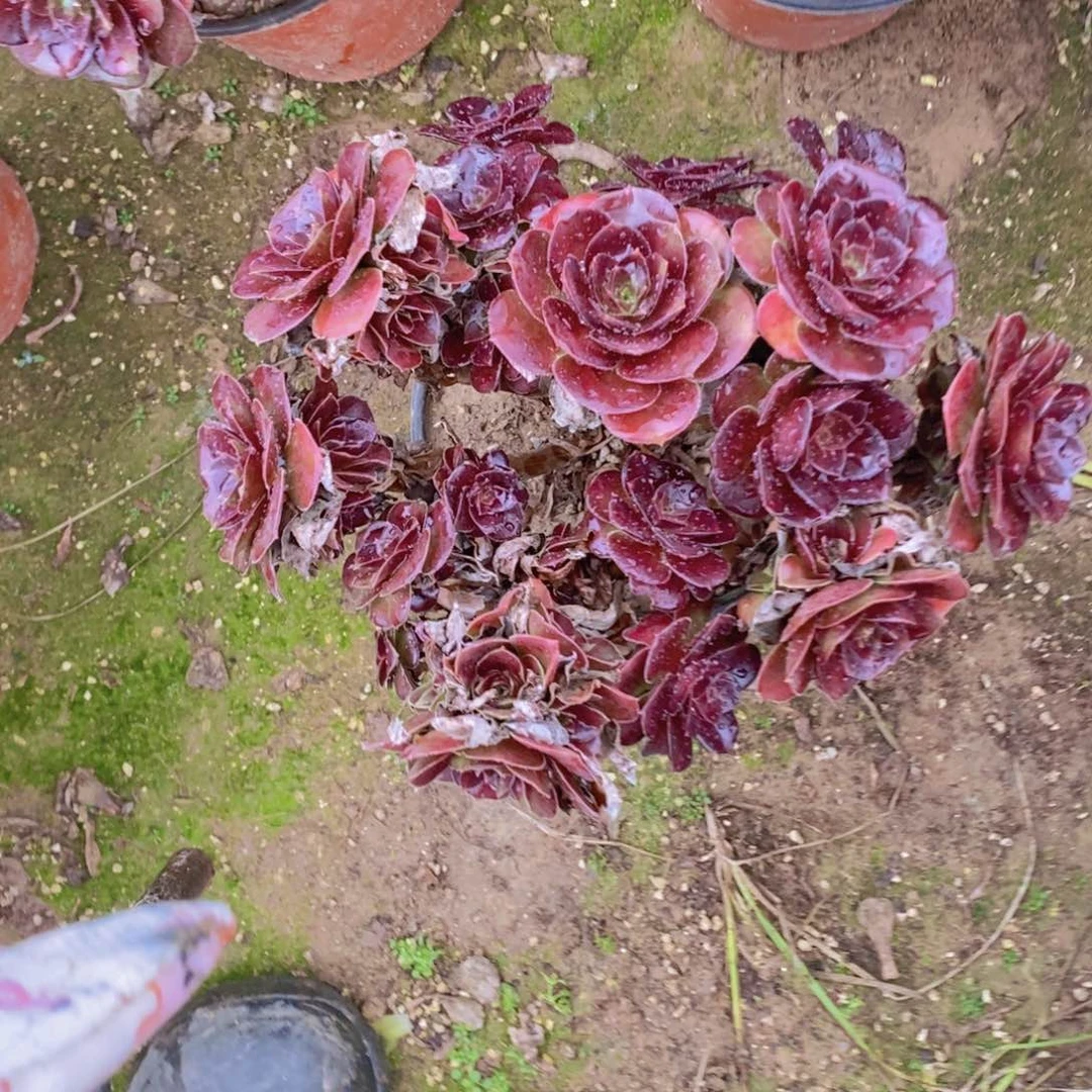 1105 号一物一拍多肉植物