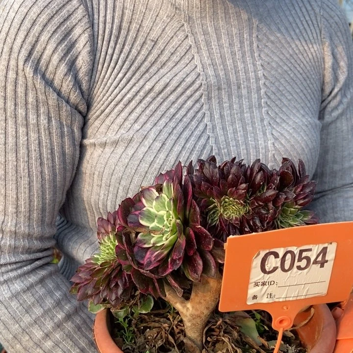 054水墨画缀化来自