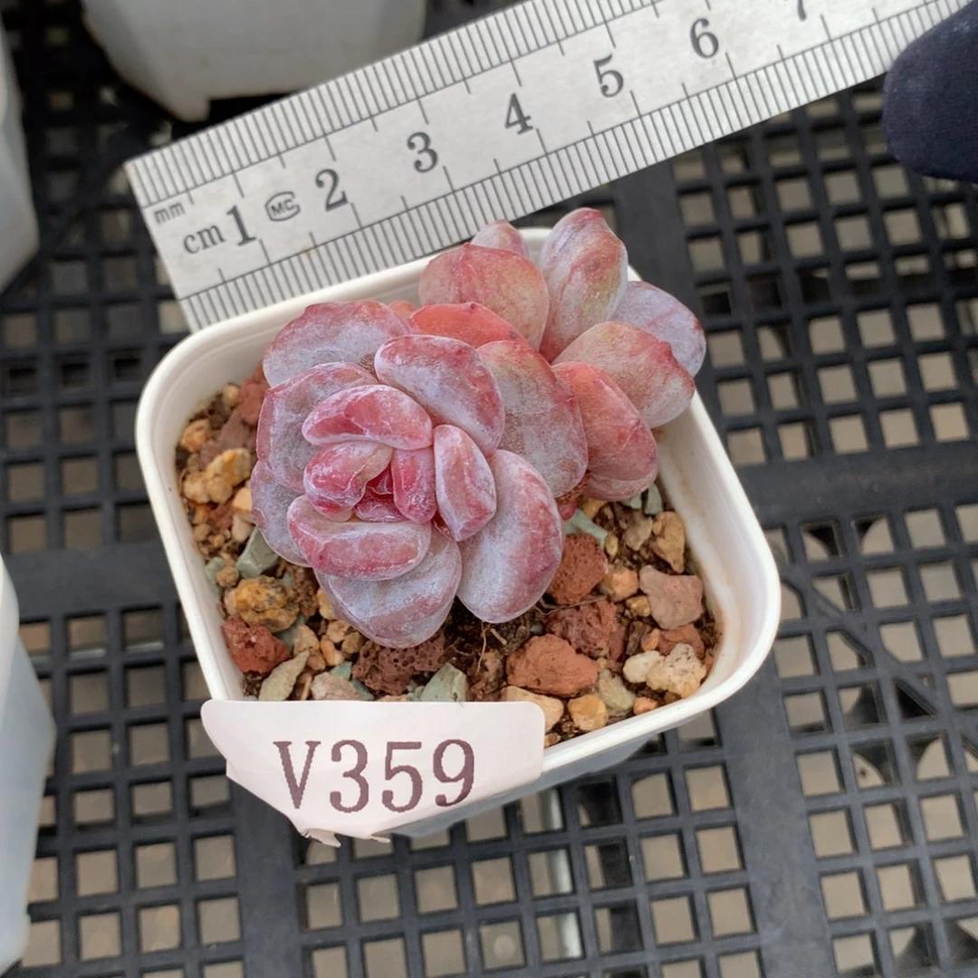 359石化糖心星影双头冠服4.5
