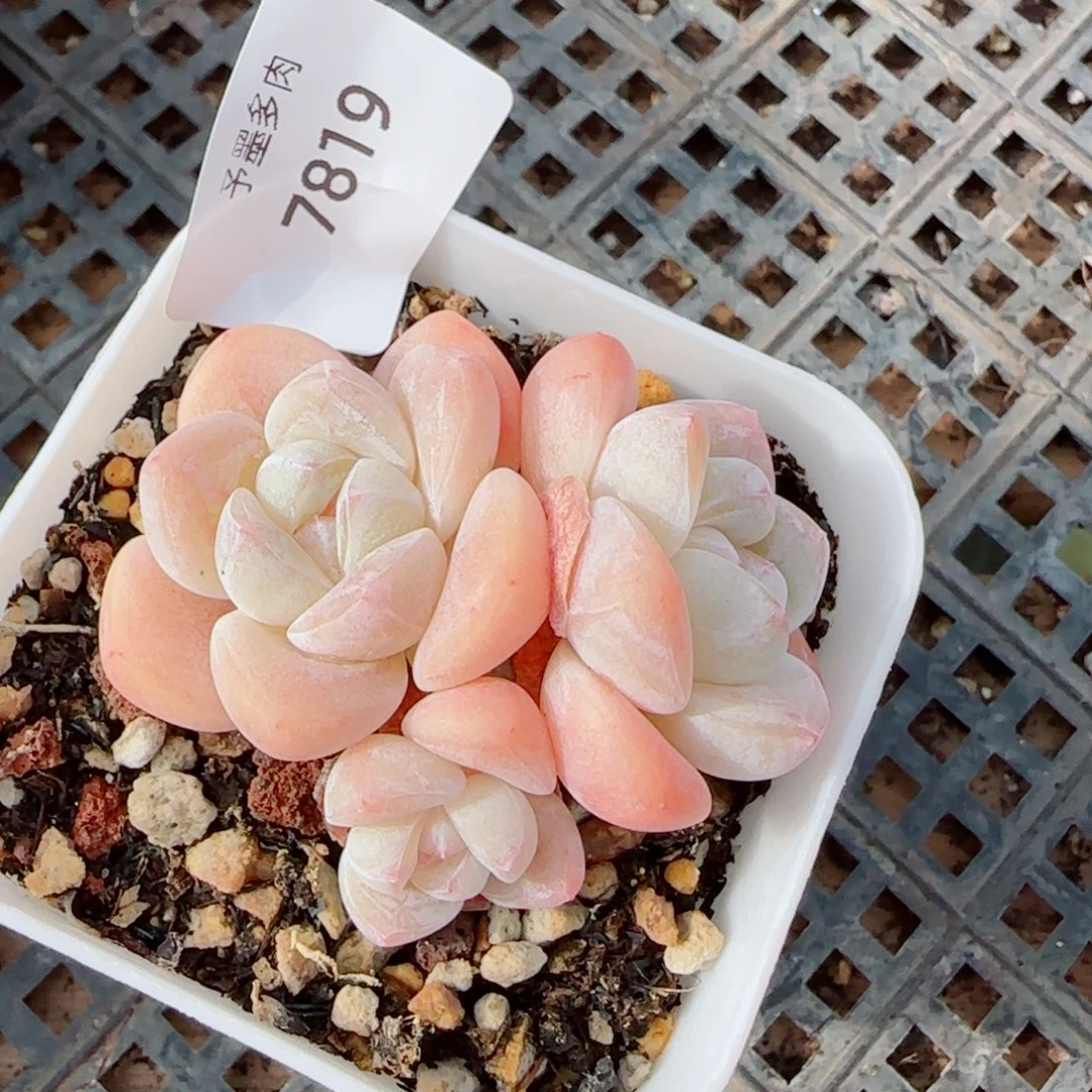 冰玉无砍，7819多肉植物