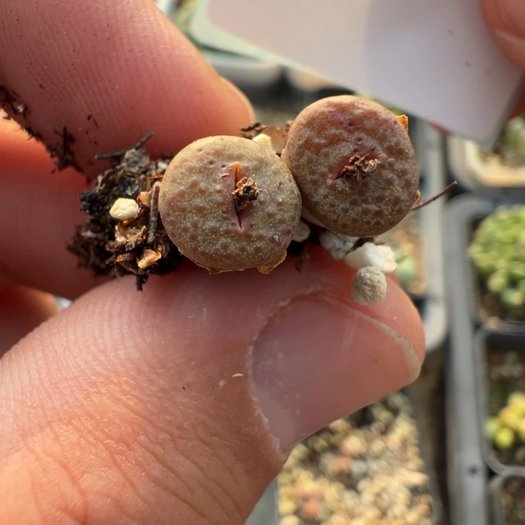 16-08肉锥多肉植物