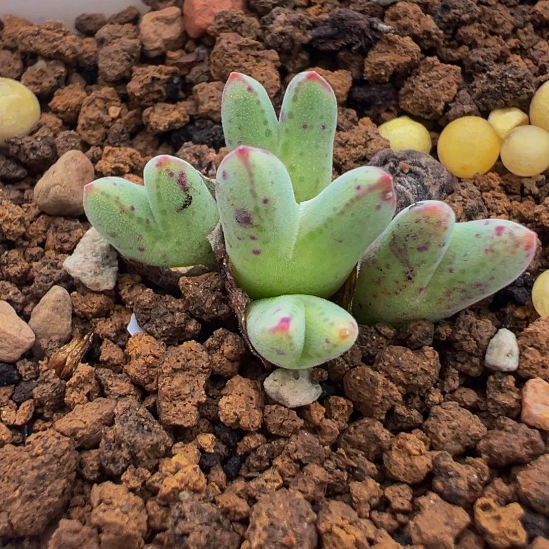 152多肉植物种类多样