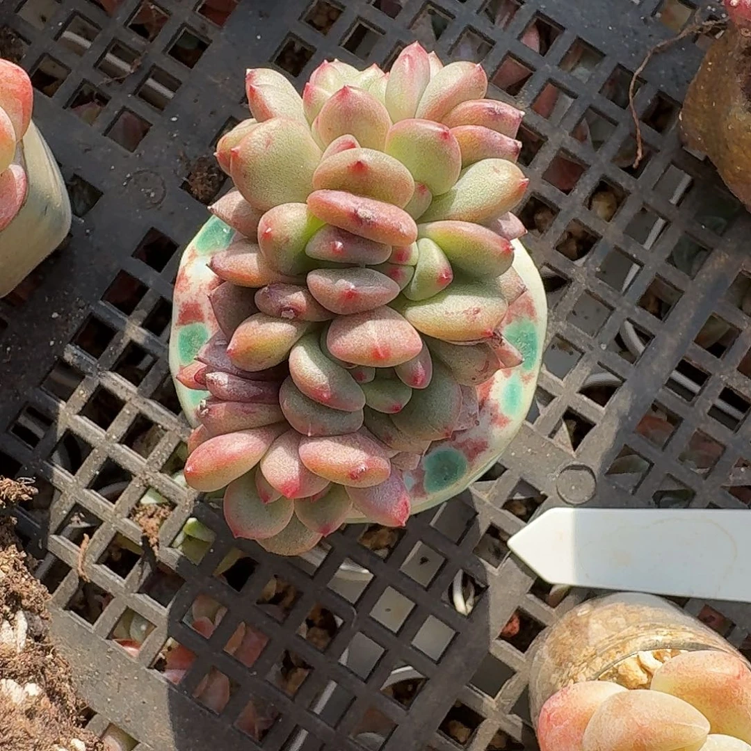 ✨****啊多肉爱丽儿缀化鸡腿桩