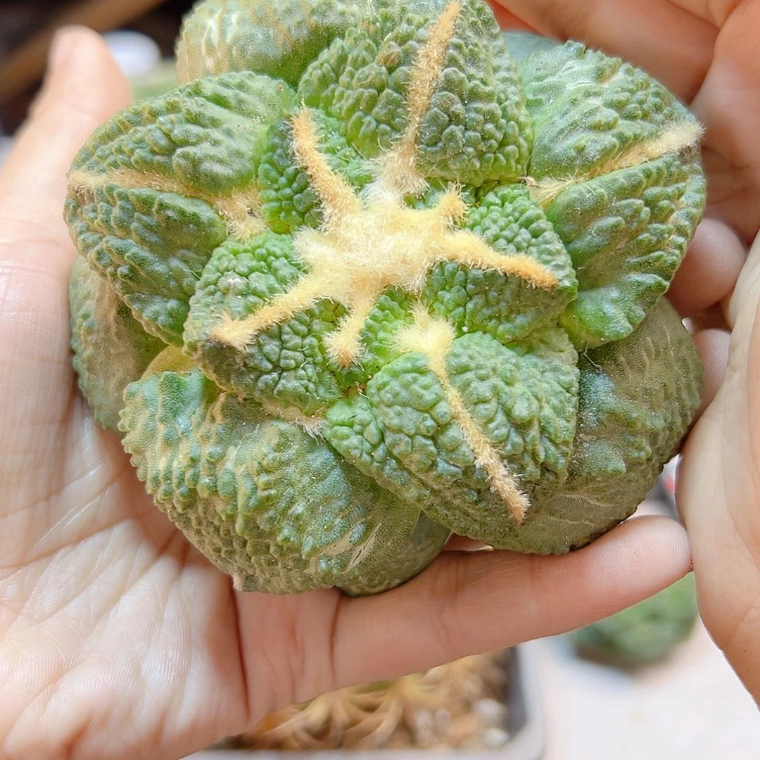 晚11号苗接龟甲连山无根10.3公分