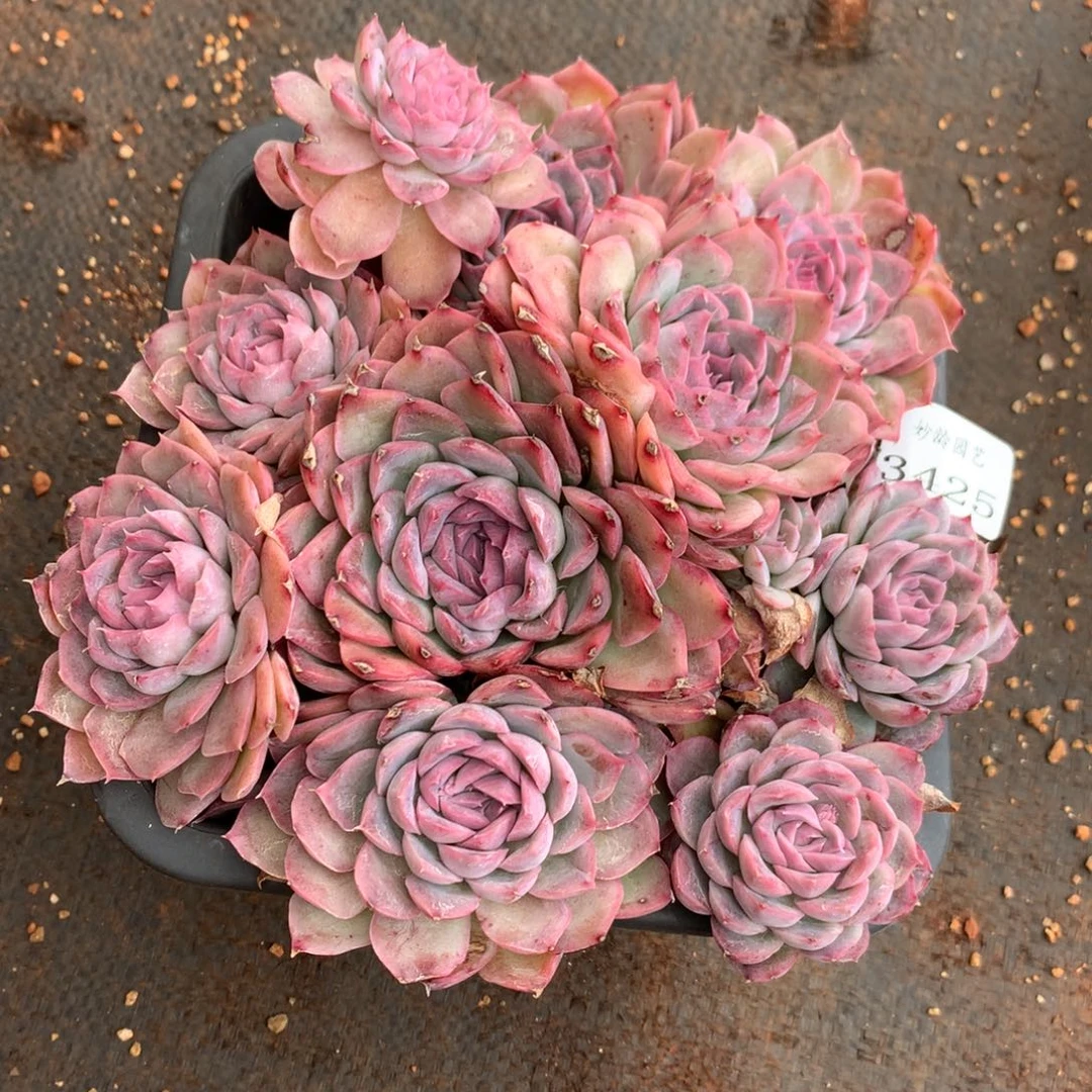 3425新年快乐发发发