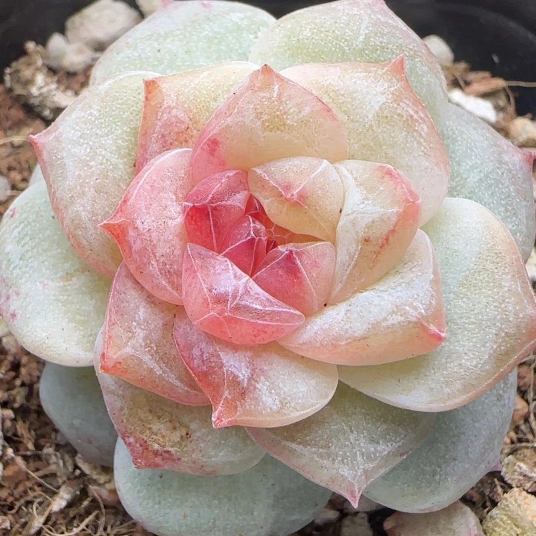 【满29包邮非偏远】440石化锦糖心