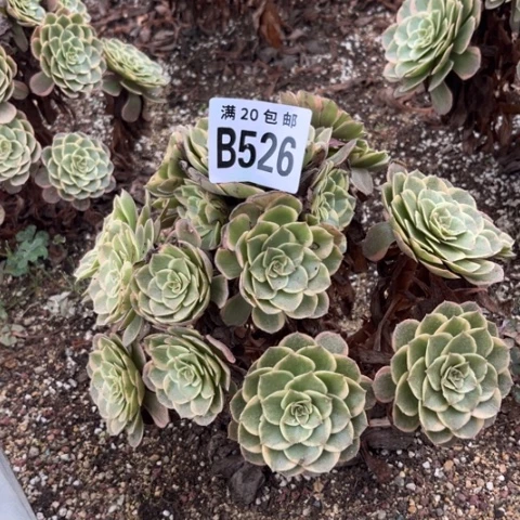 526粉花妖不包断枝