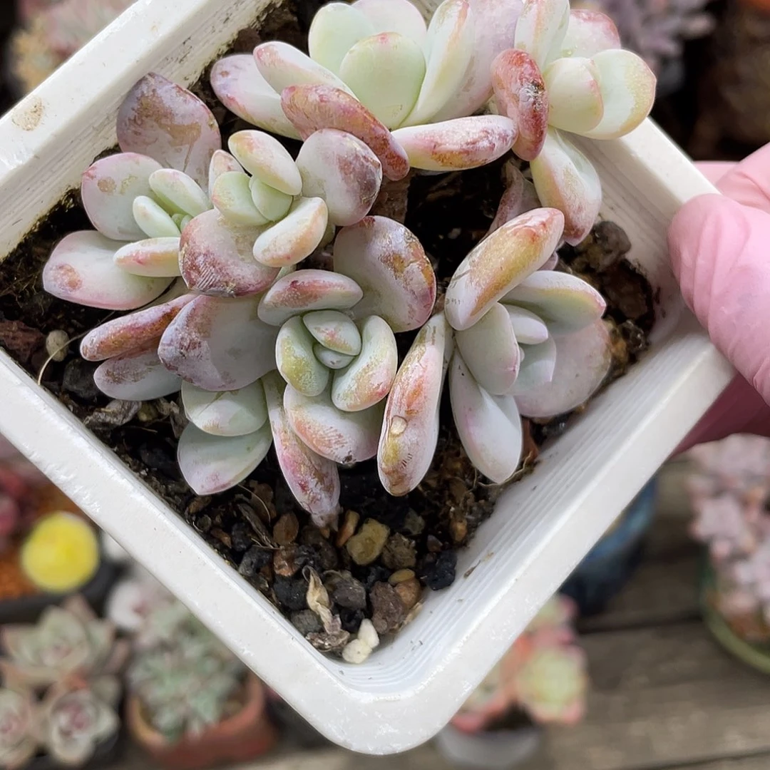 有摘心，7头雪莲。