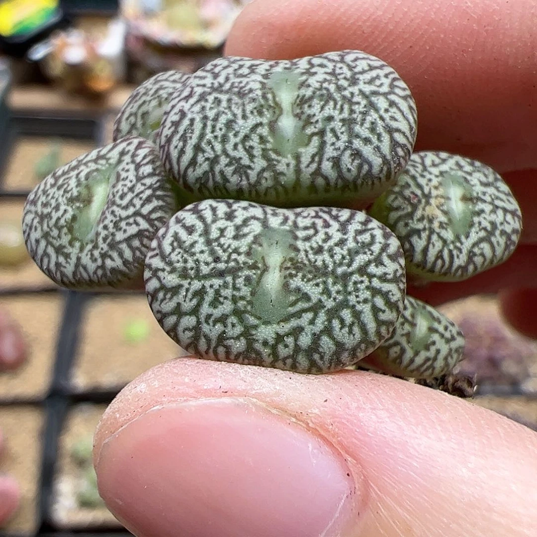 【闪购商品】14 墨康杂