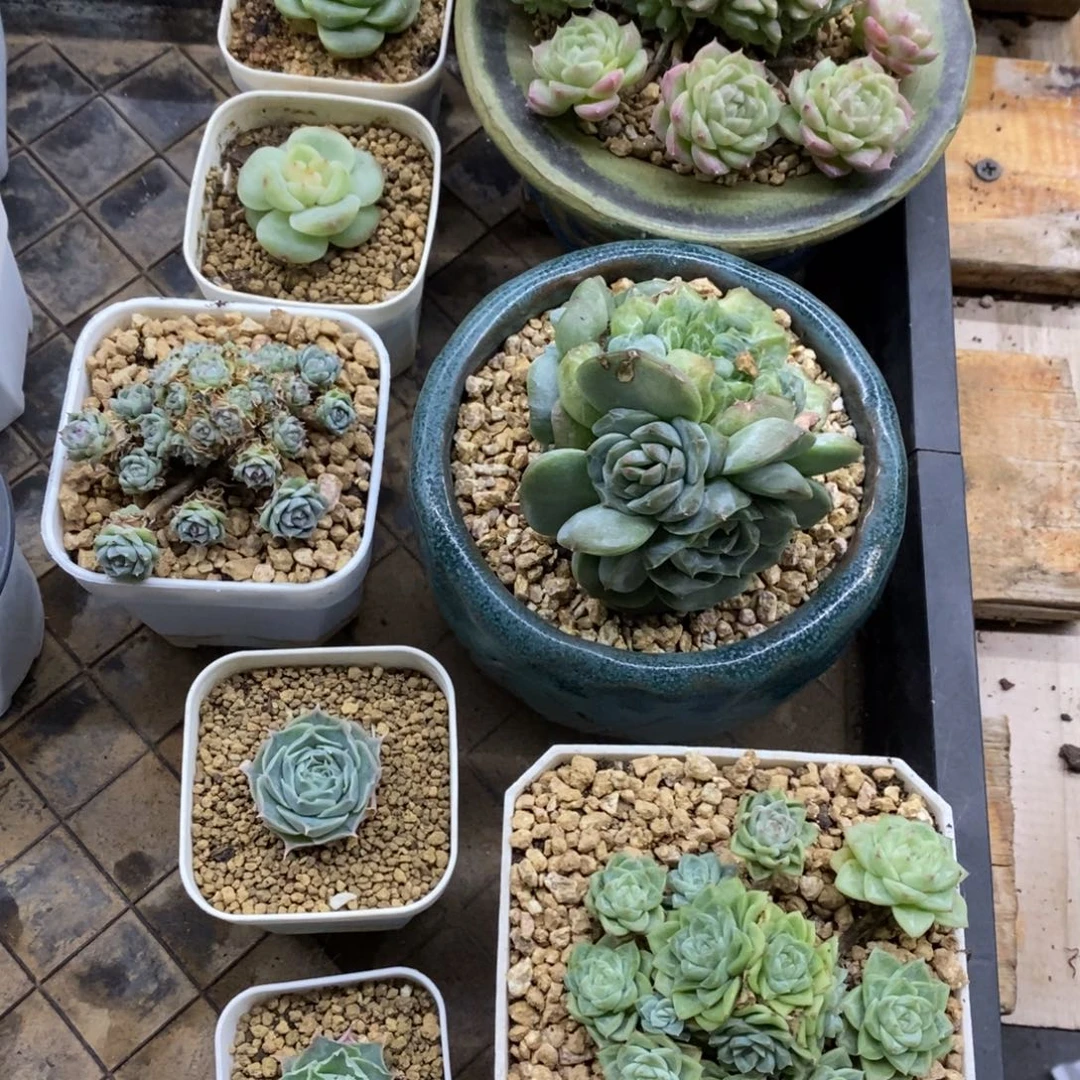 精品多肉一物拍不包整216